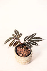 Leea amabilis